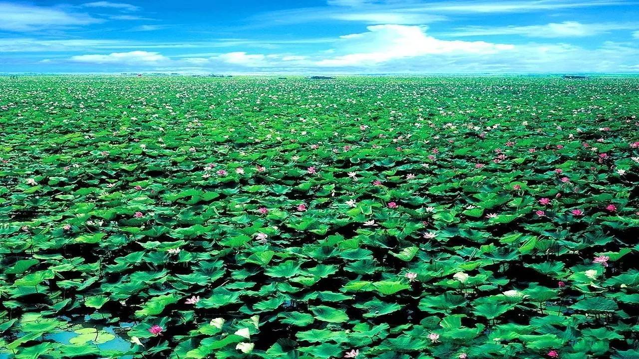 接天莲叶无穷碧，映日荷花别样红。醉美微山湖，缥缈入画图