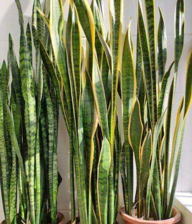 虎皮兰叶片有斑点怎么处理,虎皮兰叶子有黑斑是怎么回事