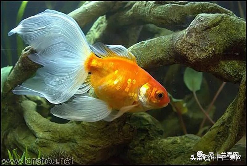 那些企图拿尾巴征服世界的金鱼们