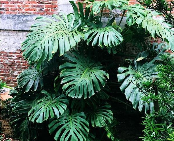 龟背竹的枝条扦插繁殖法,龟背竹弱枝扦插繁殖方法