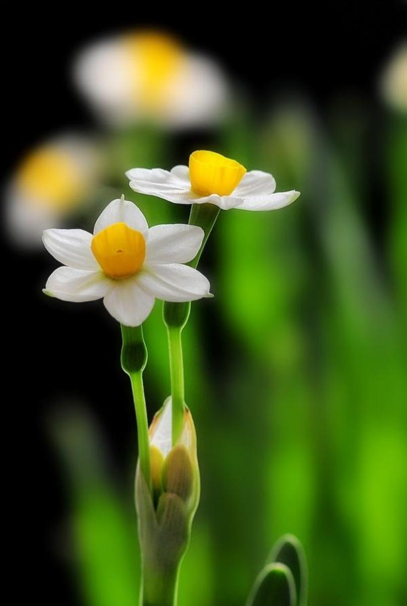 描写水仙花艳美古诗句,诗词中的水仙冬天开得最美