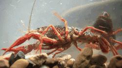 臭水塘变清水塘,臭水塘改导致景观