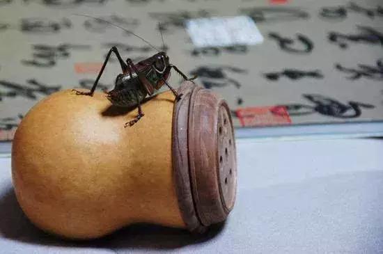 鸣虫油葫芦蝈蝈的区别,鸣虫示范蝈蝈蟋蟀油葫芦