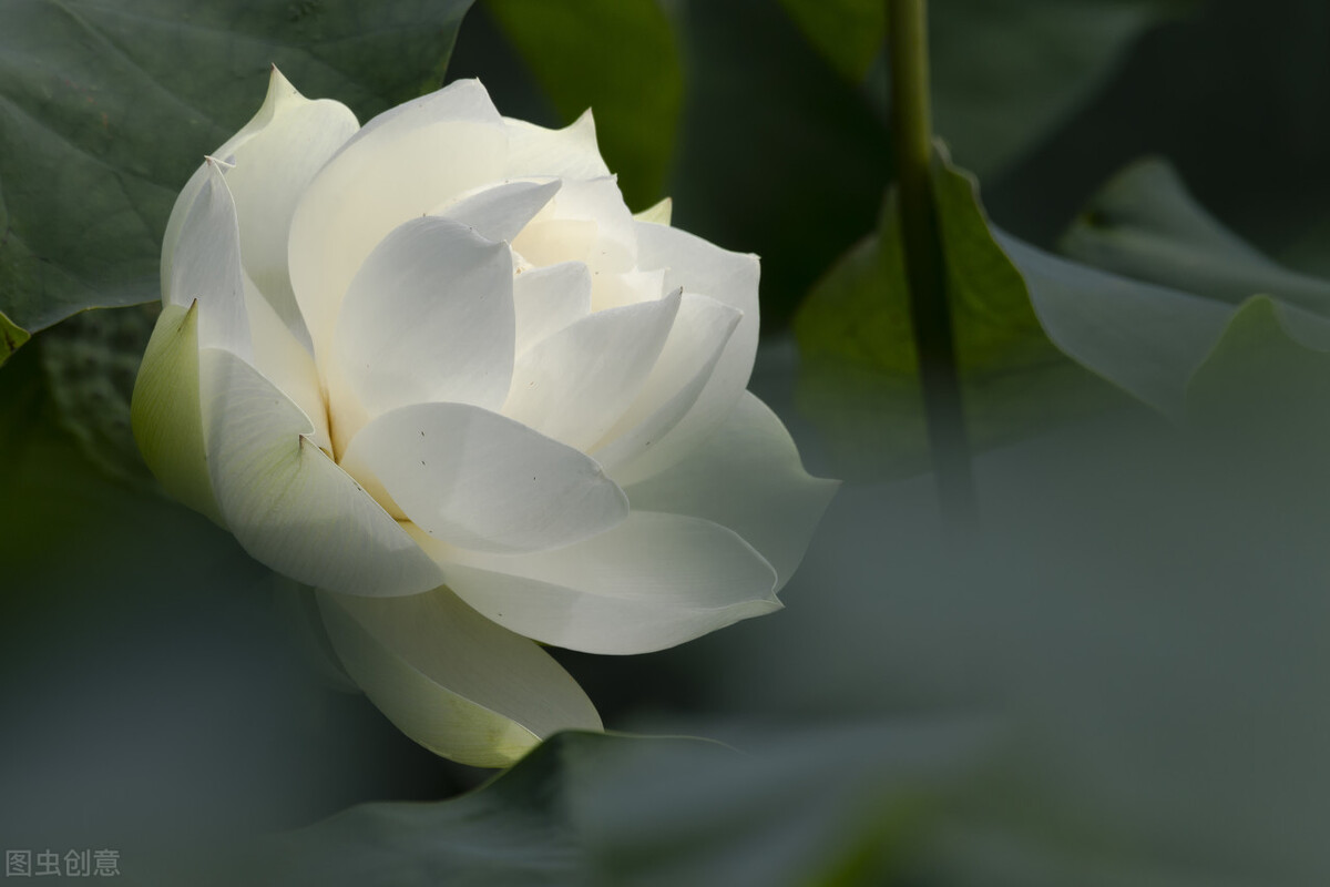 鍊氱獥鍚鎬濋煻鍗庨潤鏁版祦骞村叆鐑熼湠,鏃跺厜婕嵎宀佹湀鐣欓