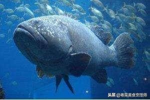 名贵海鲜食材排名,名贵海鱼大全图片