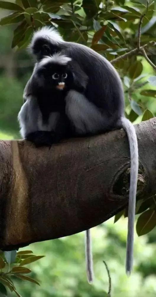 全世界总共有几种猴子,世界上最稀有的猴子是哪种猴子