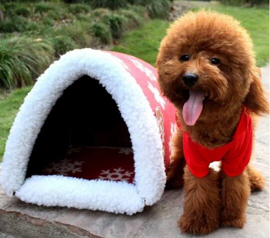 泰迪犬生理期，主人做好这些事，它的身体会更健康！