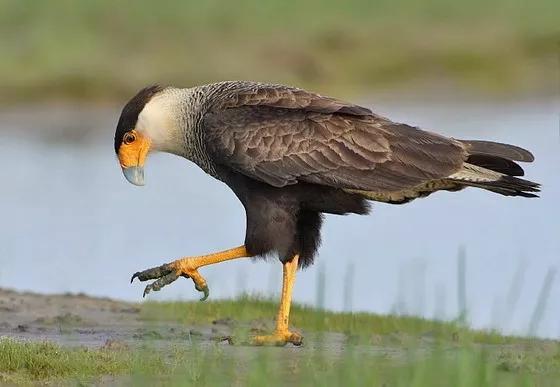 墨西哥合众国简介,墨西哥合众国美利坚合众国