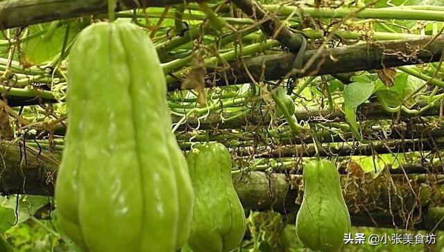 农村最高产的瓜，一株能结几十个，既是水果也是蔬菜，你吃过吗