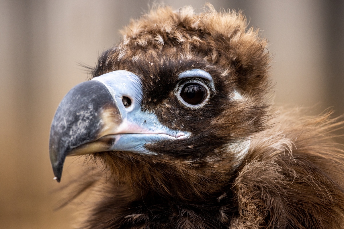 浣宠兘闀跨劍rf100-400,闀跨劍浣宠兘RF闀滃ご