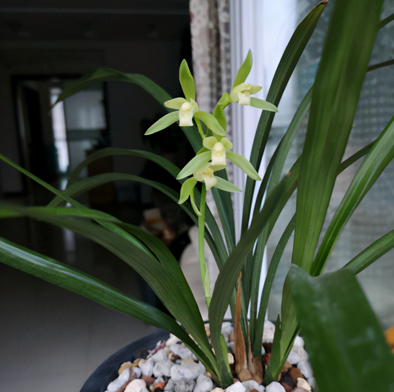 兰花哪个名贵好养活又好看,老花匠养兰花有技巧