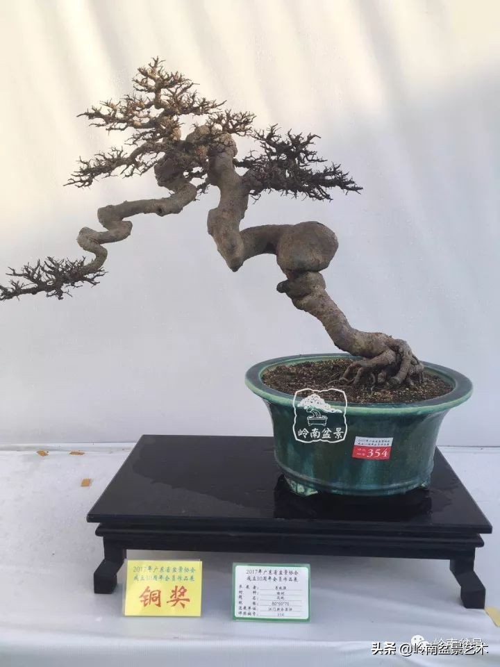 以根代杆下细上粗式盆景图片,十种适合吊着养的盆景