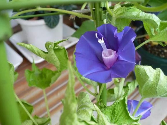 牵牛花到处游,牵牛花随便种