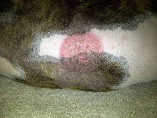 牛掉毛痒是怎么回事,英短掉毛是什么原因