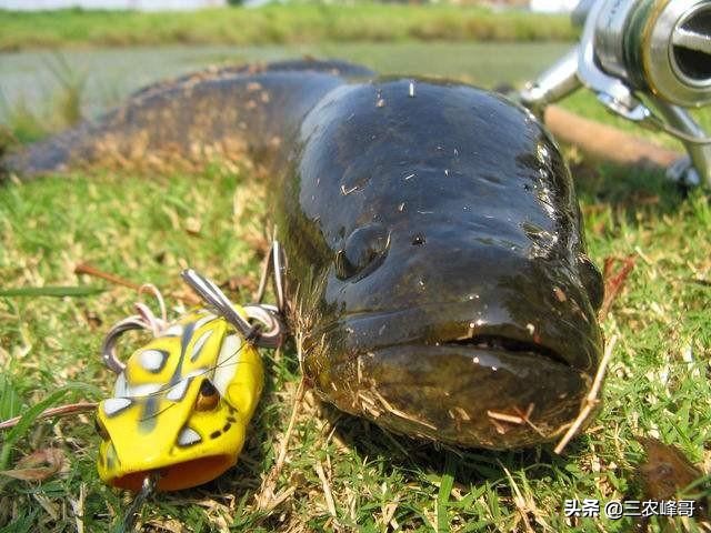 雷强黑鱼装备怎么选,雷强打黑装备搭配推荐