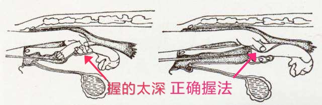 奶牛繁育与人工授精百科,奶牛人工授精动画流程