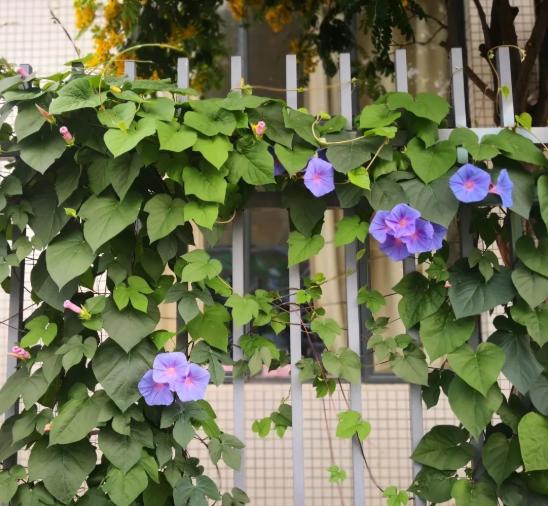 家长对双减政策和课后服务的建议,双减工作与课后延时服务政策解读