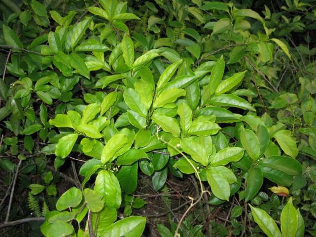 植物都有哪些奇妙之处,植物的奇特现象有哪些