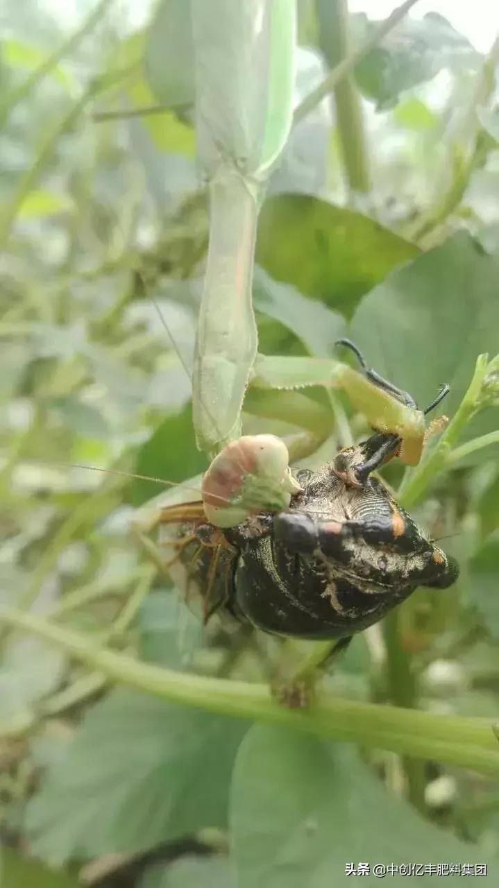 吃果树的害虫甲虫,农业害虫昆虫