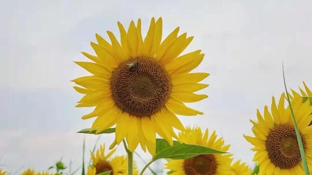 西安向日葵花海在哪里,西安东大附近最大的向日葵花海