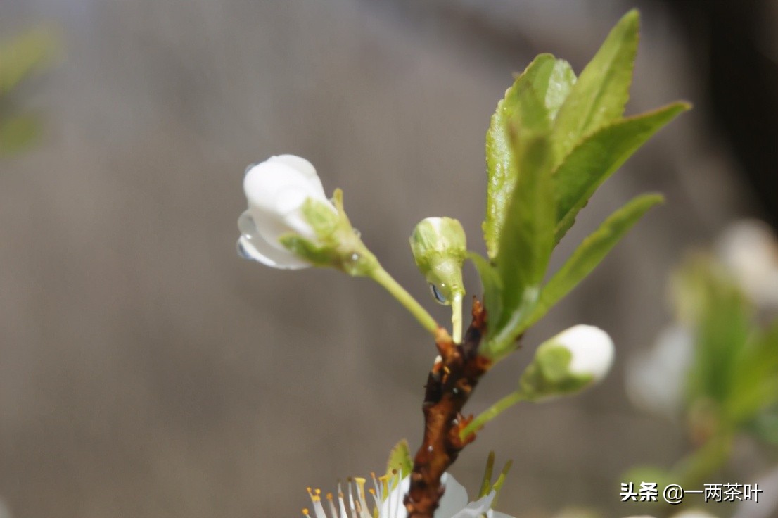 鲁西南方言杂谈-毛包毛