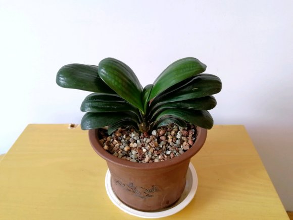 君子兰快开花时应该注意什么,君子兰不开花怎么办才能让它开花