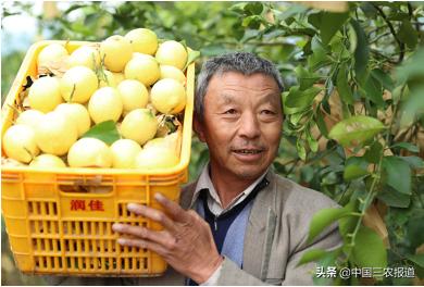柠檬的酸度相当于醋的多少度,柠檬的糖度和酸度