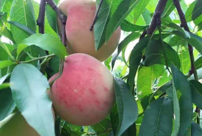 促进生长剂排行,生长调节剂哪种最好最快