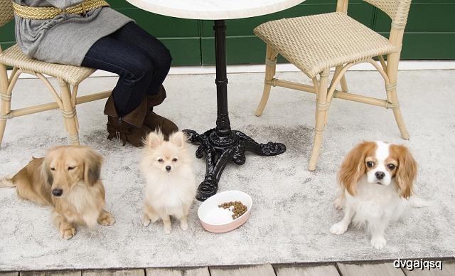 狗狗的肉球,狗狗身上的肉球是什么