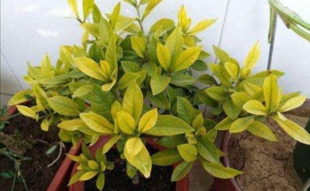 给家里的花草上什么肥料好,给花草浇水用什么水