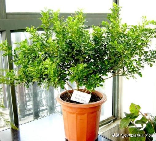 米兰怎么养才能开花不断,米兰如何养怎么能让它多开花