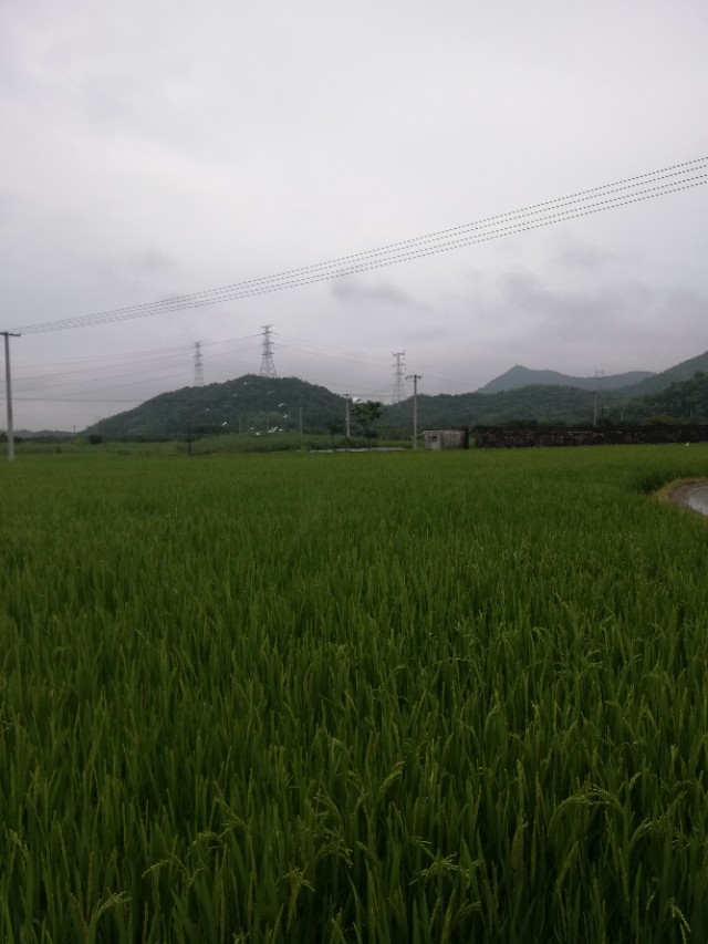 私募内部股票基础知识培训,顶尖私募操盘手内训教程顺势洗盘