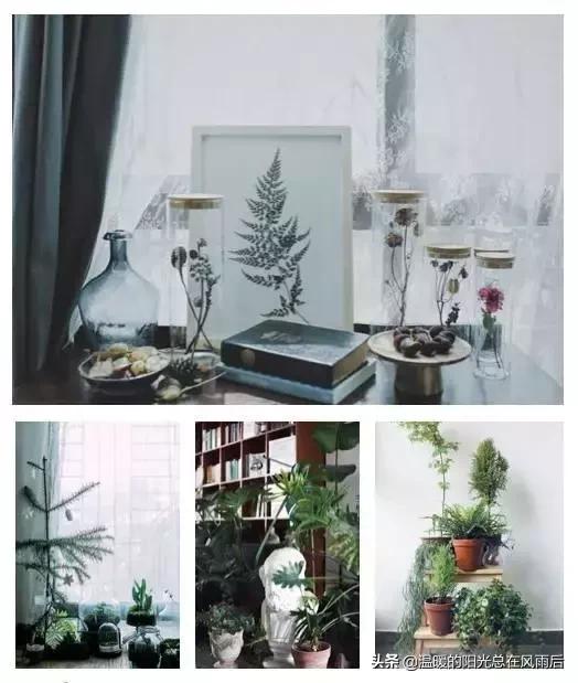 家居室内绿植选什么,适合新家的室内植物