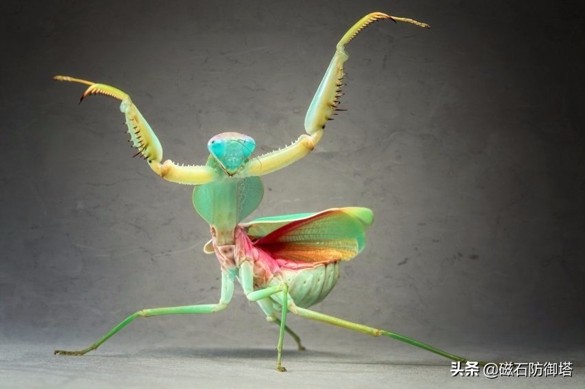 这个杀手不太冷里的人是谁,这个杀手不太冷里边的缉毒警