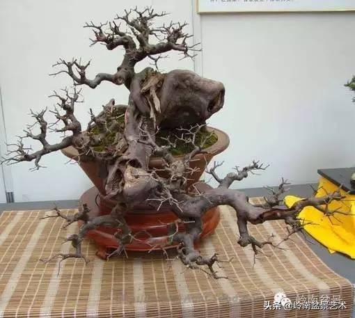 雀梅有盆景七贤之一的美称,盆景七贤之一雀梅图集