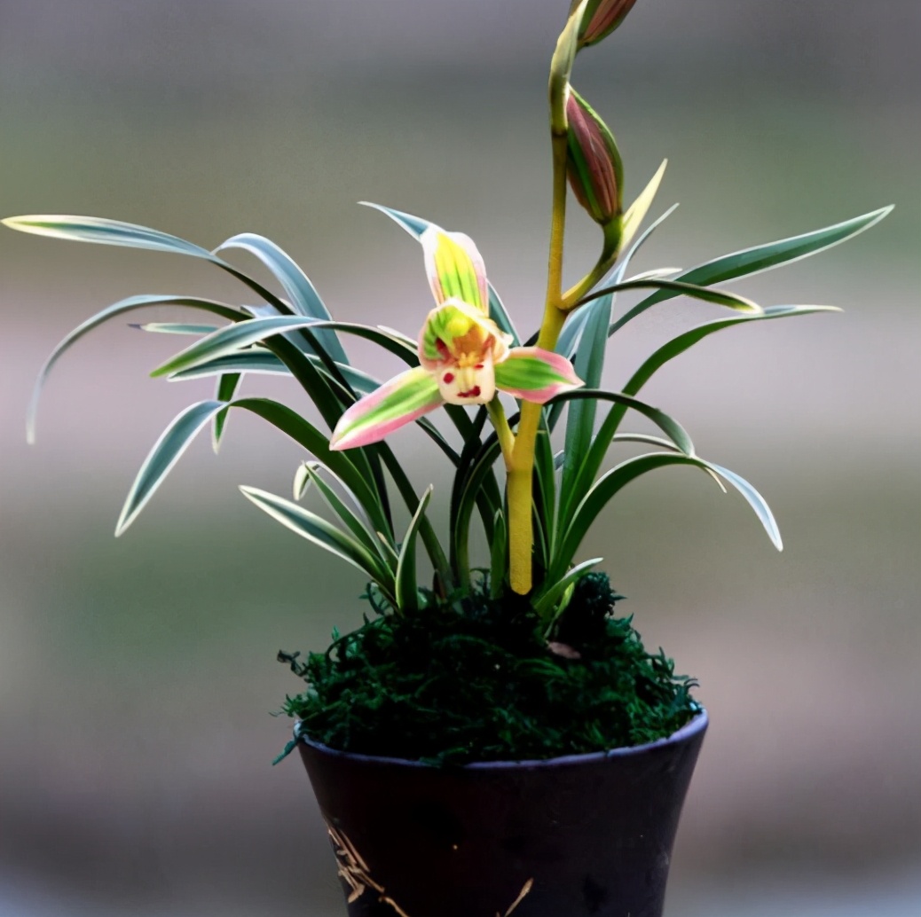 兰中极品“帝王妃”，花开双色，兰香浓郁，极具帝王气息