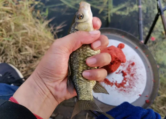 钓饵的十大禁忌,用不完的钓饵应该怎样保存