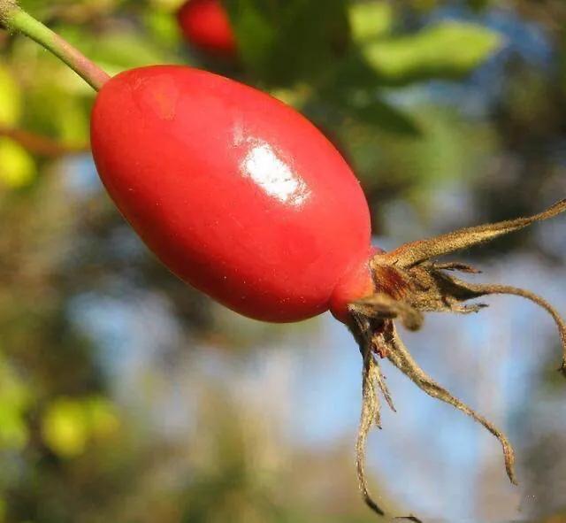 月季玫瑰蔷薇的关系,玫瑰月季蔷薇哪个香