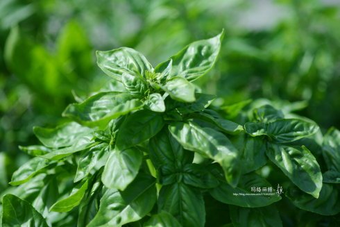 西餐常用的十三种香草介绍大全,西餐中常用的15种香料和香草