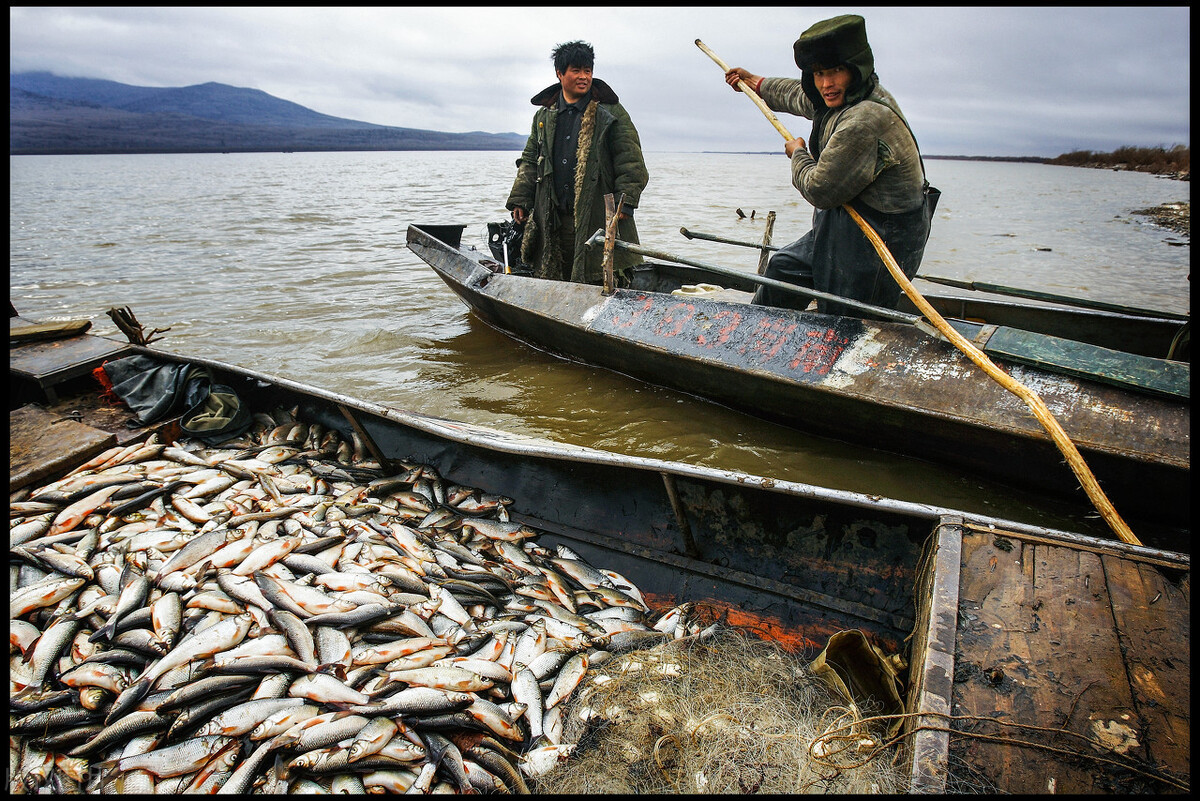 鳇鱼的“黑金之争”：我国独享2千年，放流却给俄罗斯做了嫁衣？