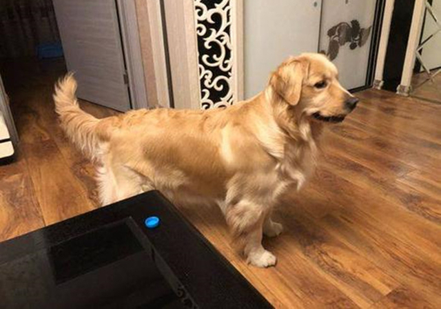 新手铲屎官养狗好还是养猫好,同样是铲屎官养狗和养猫的区别