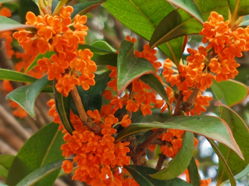 金秋十月金灿灿的桂花又香又美丽,又香又美的红桂花