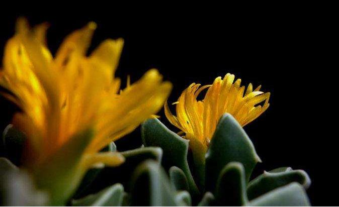 多肉四海波的图片,多肉植物四海波价格