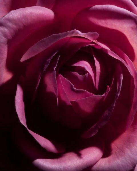 为美而生的香水女生,适合优雅自信女性的香水