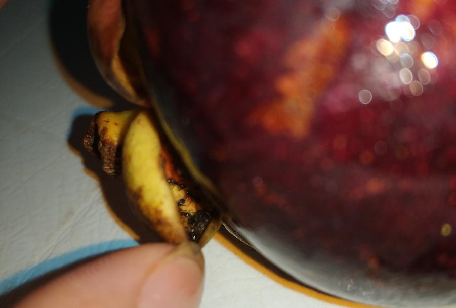 为啥桑葚杨梅里面的虫子特别多,杨梅荔枝泡出来的小虫子