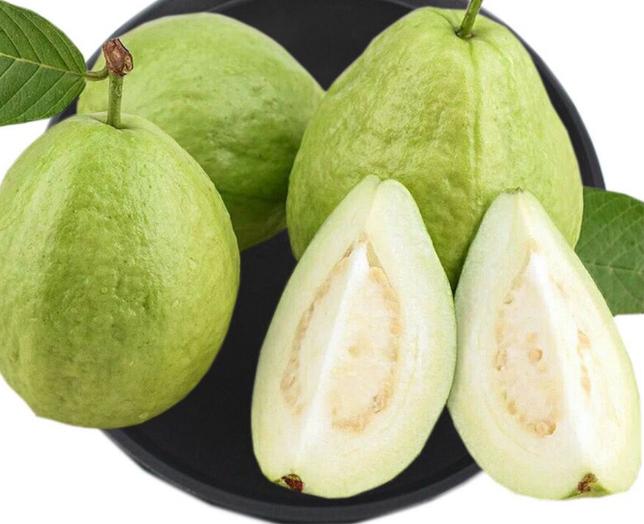 比熊犬最怕三种水果,比熊犬幼犬都吃什么水果