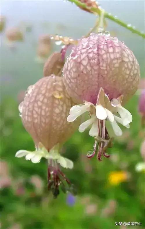 乳名，叫小咩咩，回到红花苑豪华公寓