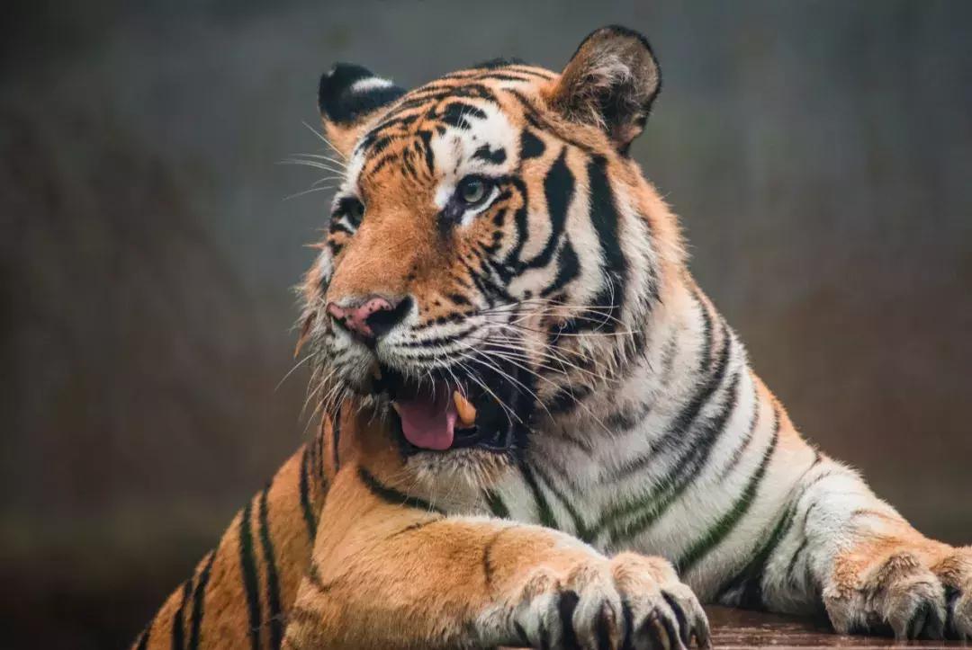 你属什么就注定了你的命,你属什么决定你是什么命