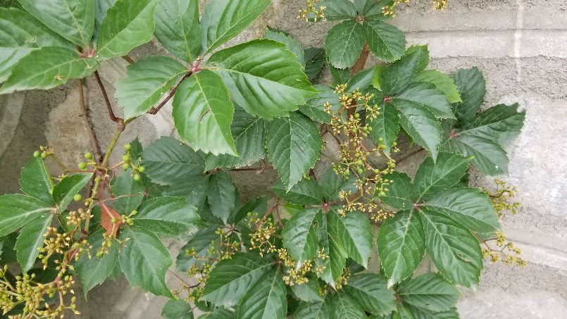 五叶地锦的特点和应用