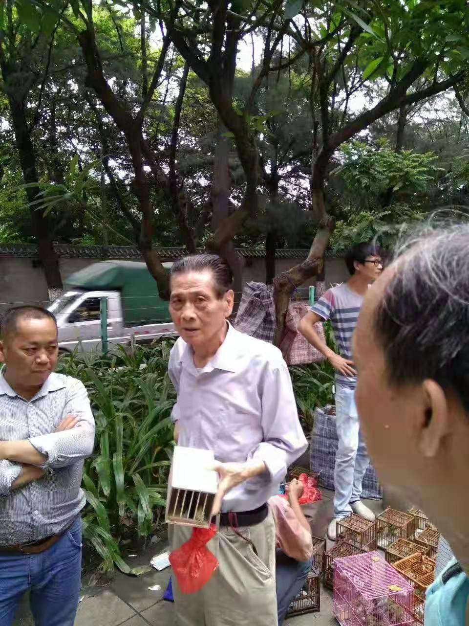 画眉鸟换毛期怎么养,画眉鸟怎么照料